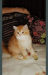 Persian cat